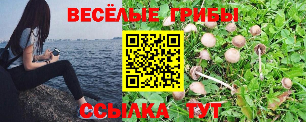 Псилоцибиновые грибы Psilocybe Зерноград